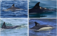 Injuries, healing and management of common dolphins (Delphinus ...