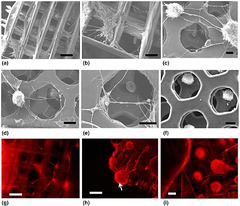 Polymeric scaffolds for three-dimensional culture of nerve cells ...