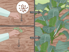 4 Cara untuk Menanam Kale - wikiHow