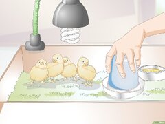 4 Cara untuk Membiakan Ayam - wikiHow