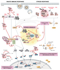 Dance with the Devil: Stress Granules and Signaling in Antiviral Responses