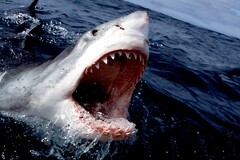 open mouth, shark, Great White Shark, sea, animals, nature, pointy ...