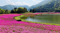 nature, forest, mountains, trees, lake, pink flowers, clouds ...