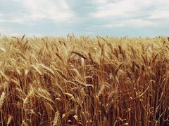 Global Food Security Forum day one: The top food security ...