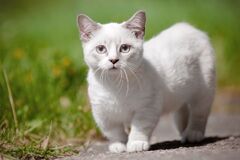 10 of the Cutest Cat Breeds We've Ever Seen