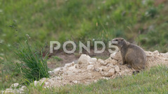 Young groundhog ( alpine marmot) scratch... | Stock Video | Pond5