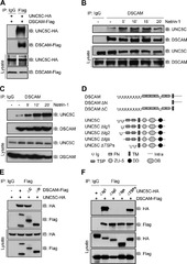 Down syndrome cell adhesion molecule (DSCAM) associates with ...