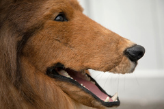 Rough Collie