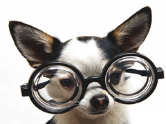 Chihuahua with big heart glasses (Chihuahua With Glasses)