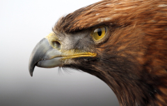 Golden eagle (brown eagle ) (Hawk)