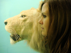 Eurasian Cave Lion (American lion) (Lion)