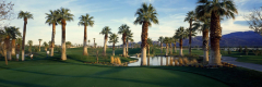 Palm Trees in Golf Course, Desert Springs Golf Course, Palm Springs, Riverside County, California