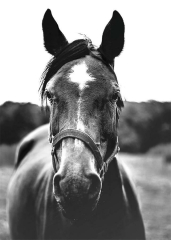 A Beautiful Black Horse Steed Animal