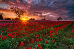 Earth Tulip Flowers Field Sunrise Red Flower