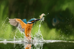 Animal Kingfisher Birds Kingfishers Bird Splash