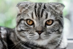 Animal Scottish Fold Cats Cat