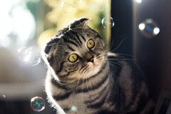 Animal Scottish Fold Cats Cat