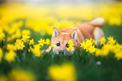 Animal Shiba Inu Dogs Dog Baby Animal Puppy Daffodil