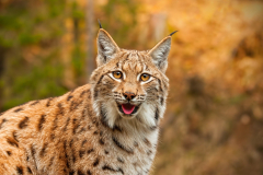 Animal Lynx Cats Wildlife