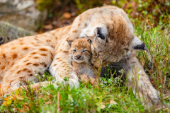 Animal Lynx Cats Cub Baby Animal
