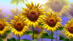 Earth Sunflower Flowers Yellow Flower