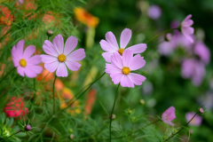 Earth Cosmos Flowers Pink Flower