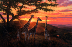 Artistic Painting Giraffe
