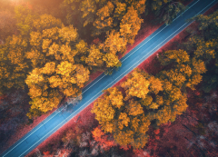 Photography Aerial Road Forest
