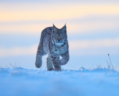 Animal Lynx Cats Big Cat Wildlife