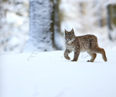 Animal Lynx Cats Big Cat Wildlife