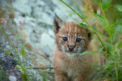 Animal Lynx Cats Baby Animal Cub
