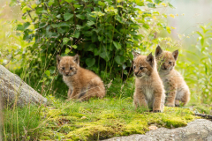 Animal Lynx Cats Baby Animal Cub