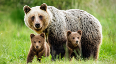 Animal Bear Bears Baby Animal Cub Wildlife