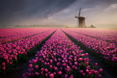Man Made Windmill Buildings Field Tulip Pink Flower
