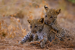 Animal Leopard Cats Cub Baby Animal
