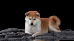 Animal Shiba Inu Dogs Dog