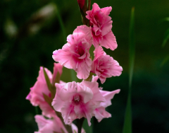 Earth Gladiolus Flowers Pink Flower