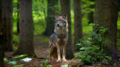 Animal Wolf predator Wildlife