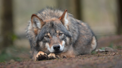 Animal Wolf Predator Wildlife