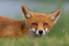 Fantasy Fox Fantasy Animals Wildlife