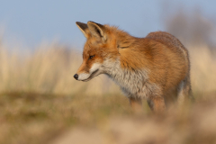 Animal Fox Wildlife