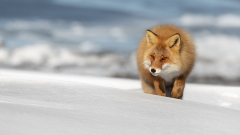 Animal Fox Wildlife