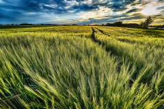 Earth Wheat Field