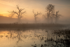Earth Swamp Water Fog
