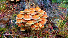 Earth Mushroom