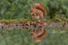 Animal Squirrel Reflection